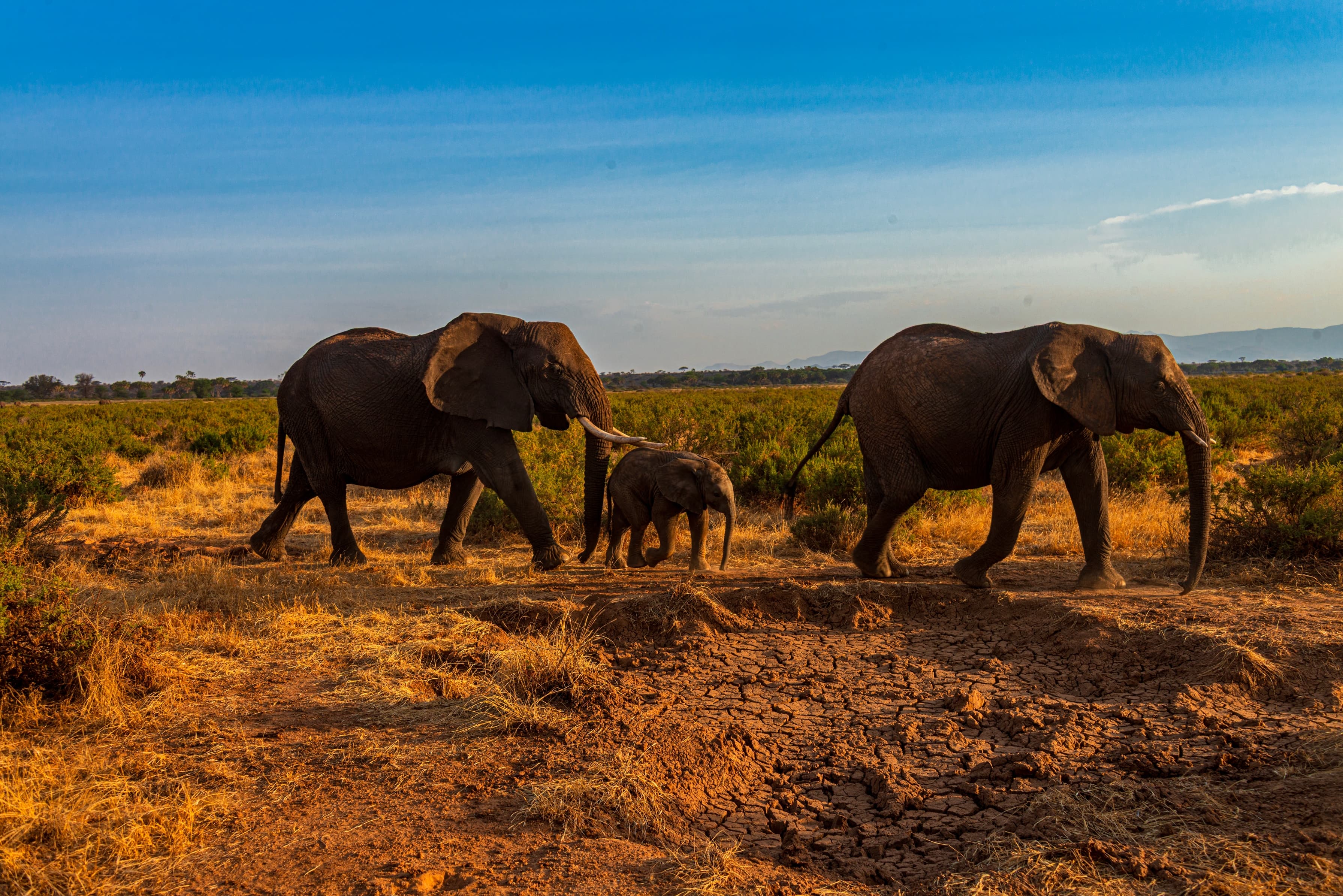 Elephants walking with a baby in Samburu National Reserve, Kenya