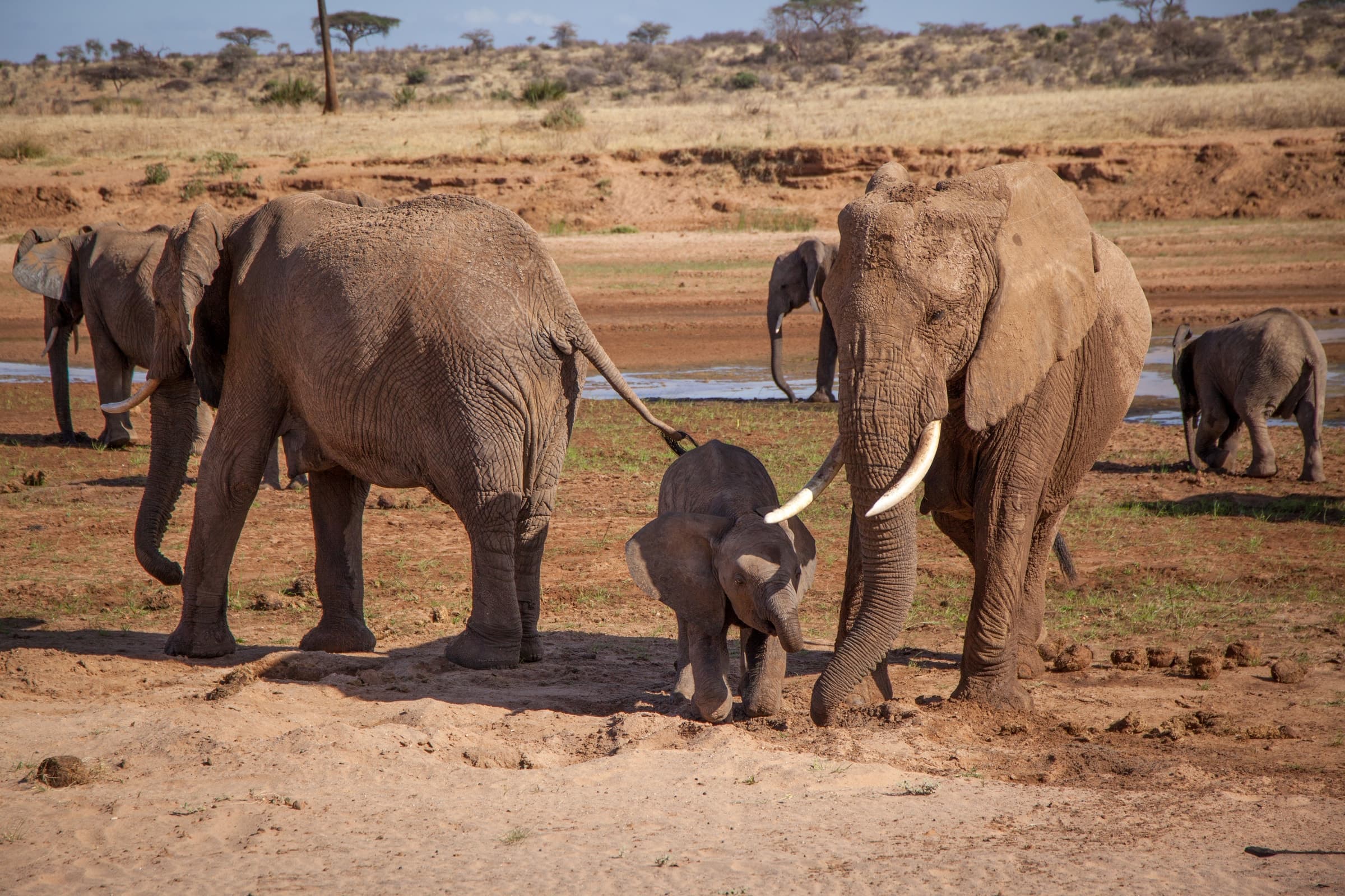 Elephants with a calf on open sandy ground in Samburu, Kenya