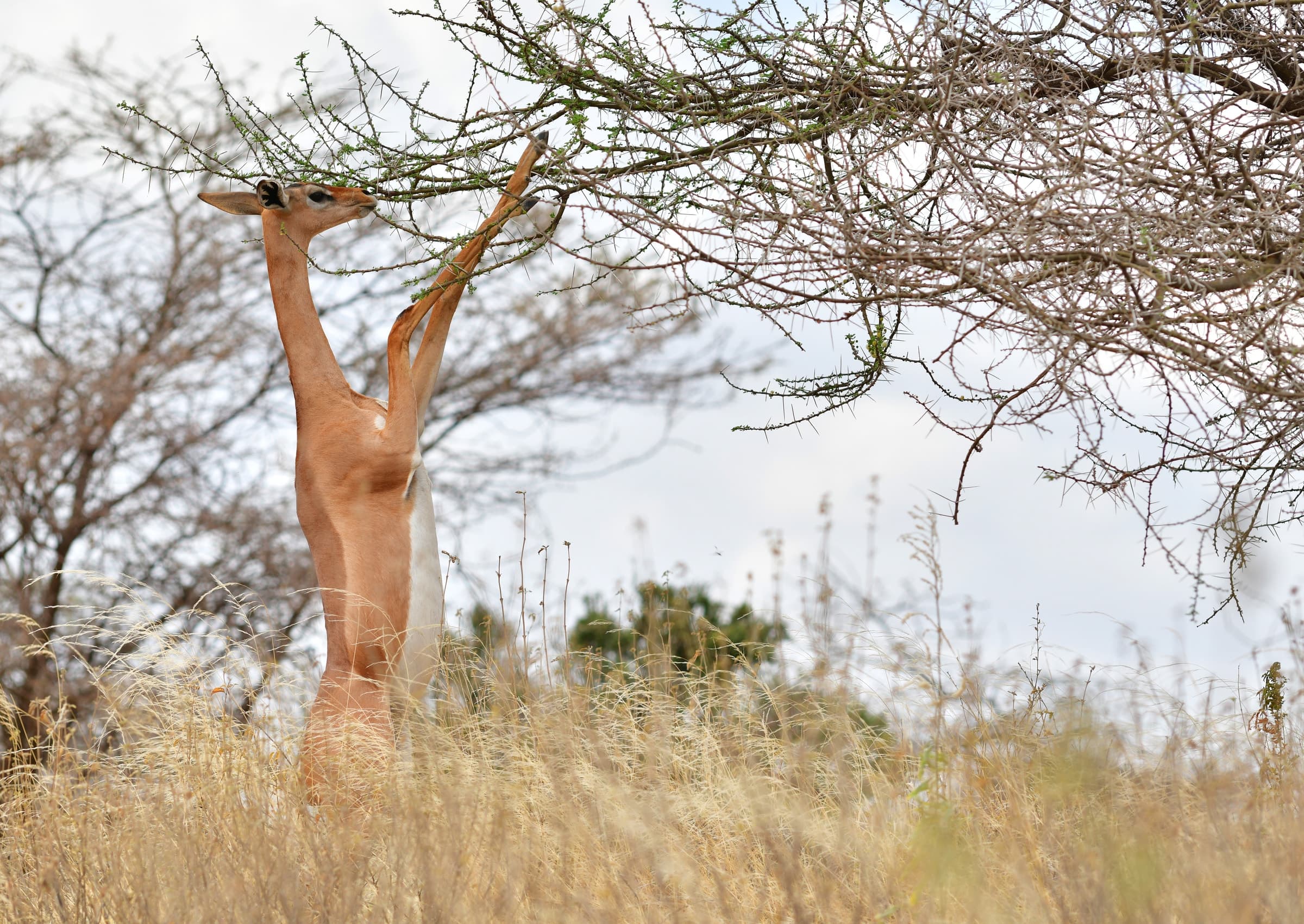 A gerenuk standing on its hind legs to feed in Samburu National Reserve, Kenya