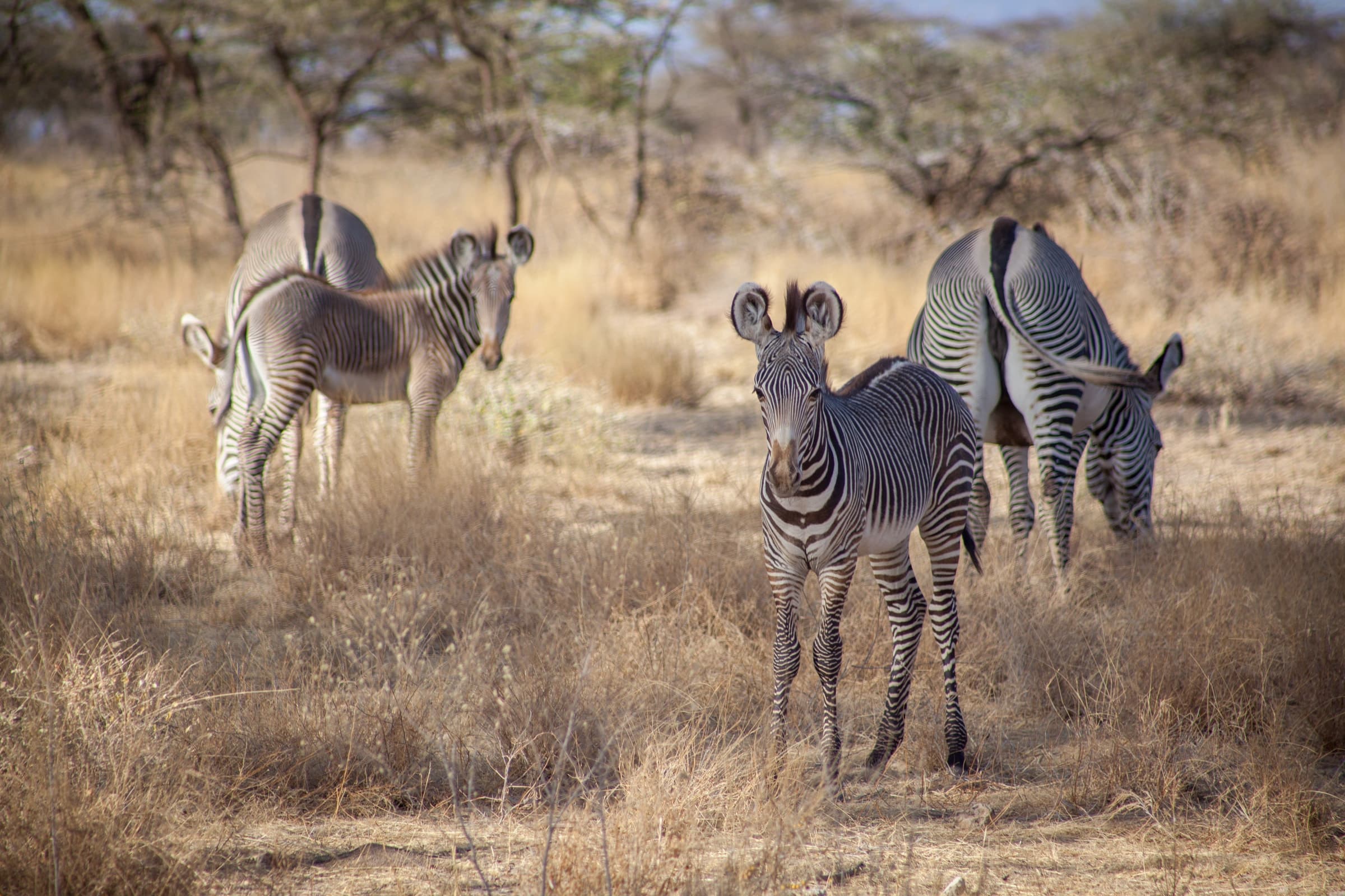 Zebras among dry bush in Samburu, Kenya
