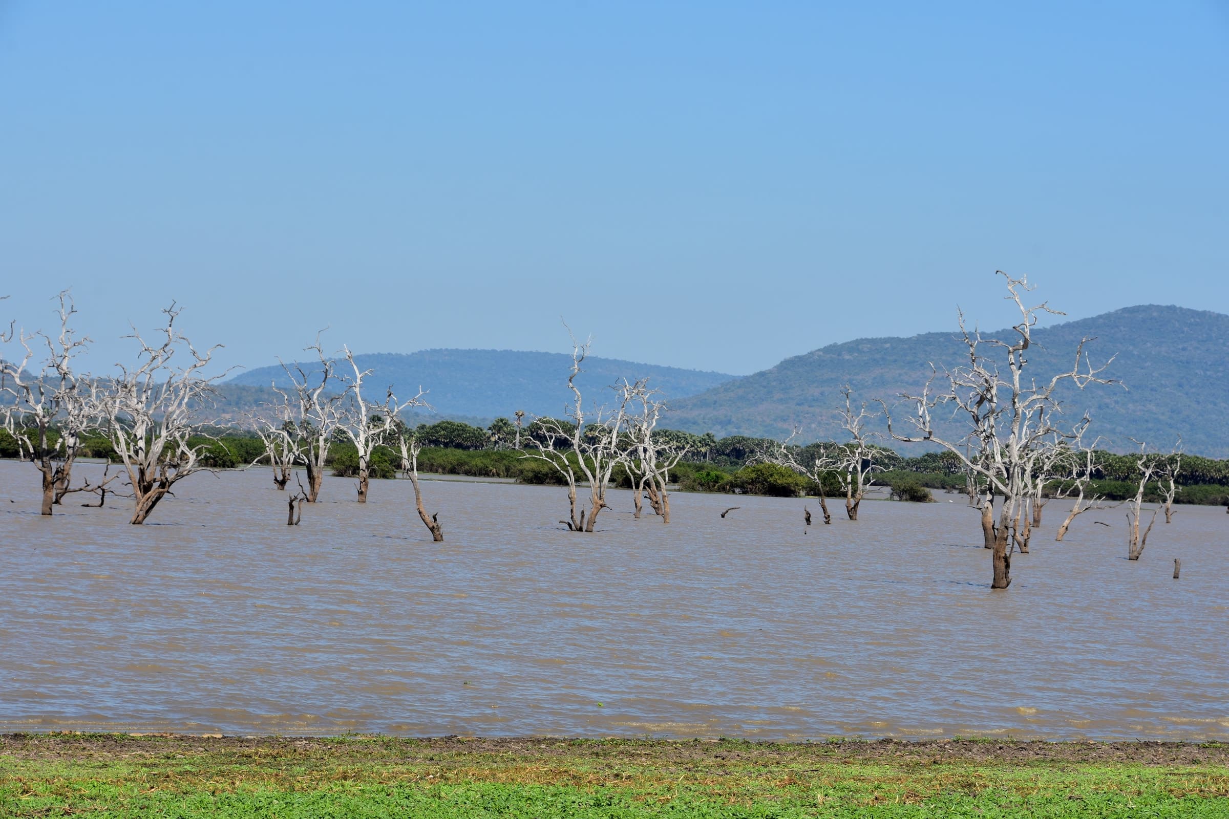 A lake with standing dead trees below hills in the Selous Game Reserve, Tanzania