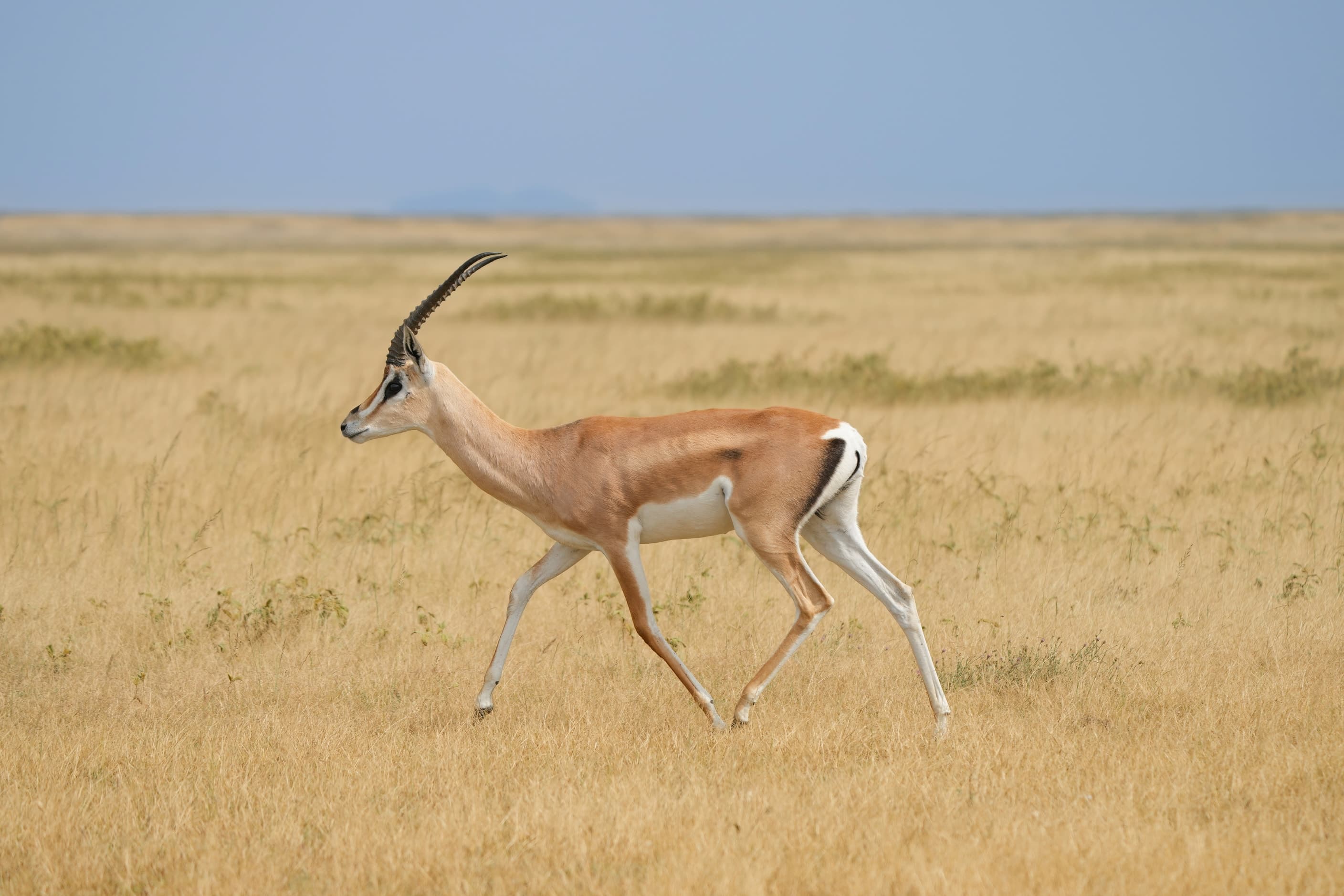 A Grant’s gazelle walking across the plains of Serengeti National Park, Tanzania
