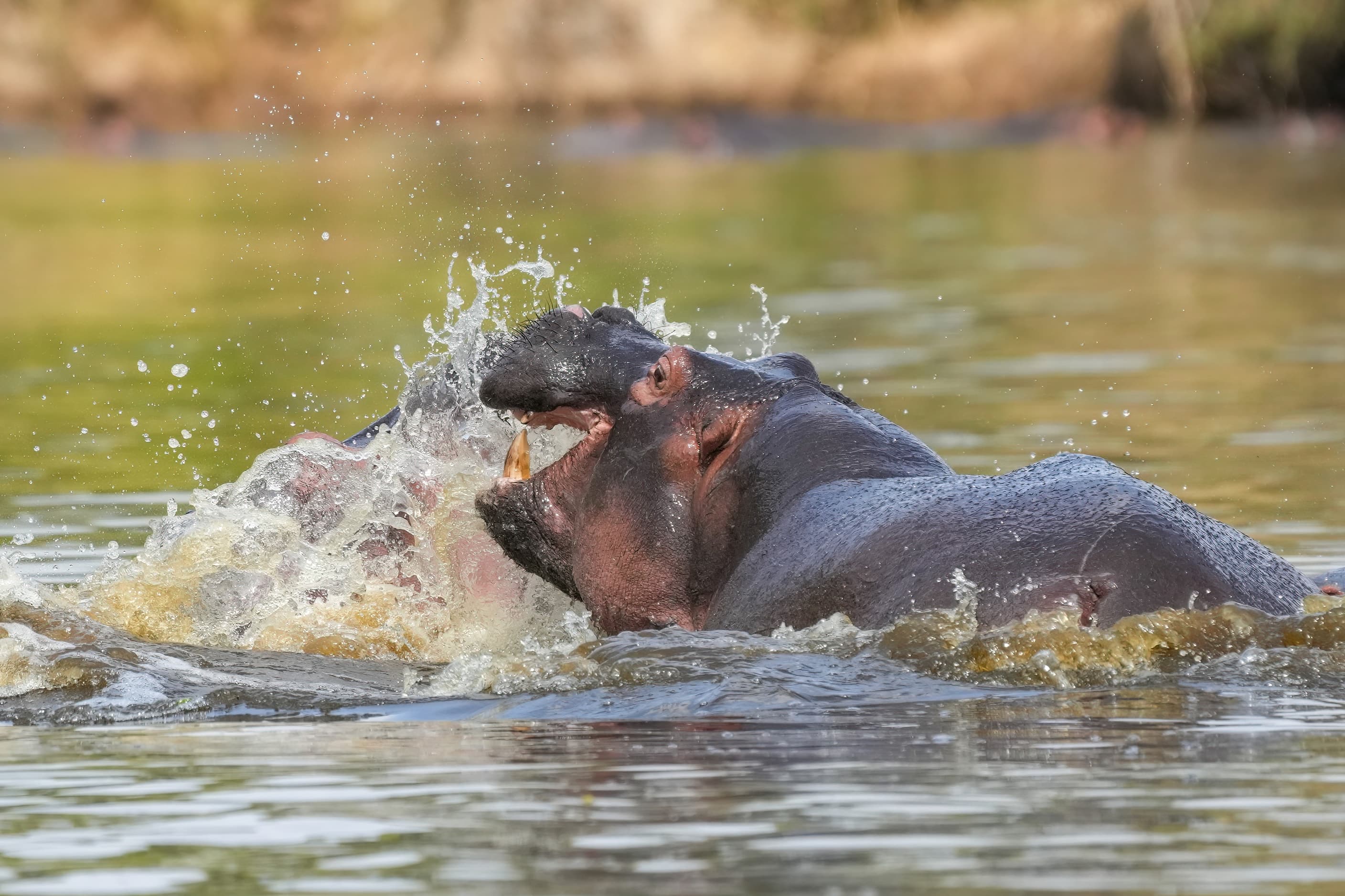Hippopotamuses sparring in the water in Serengeti National Park, Tanzania