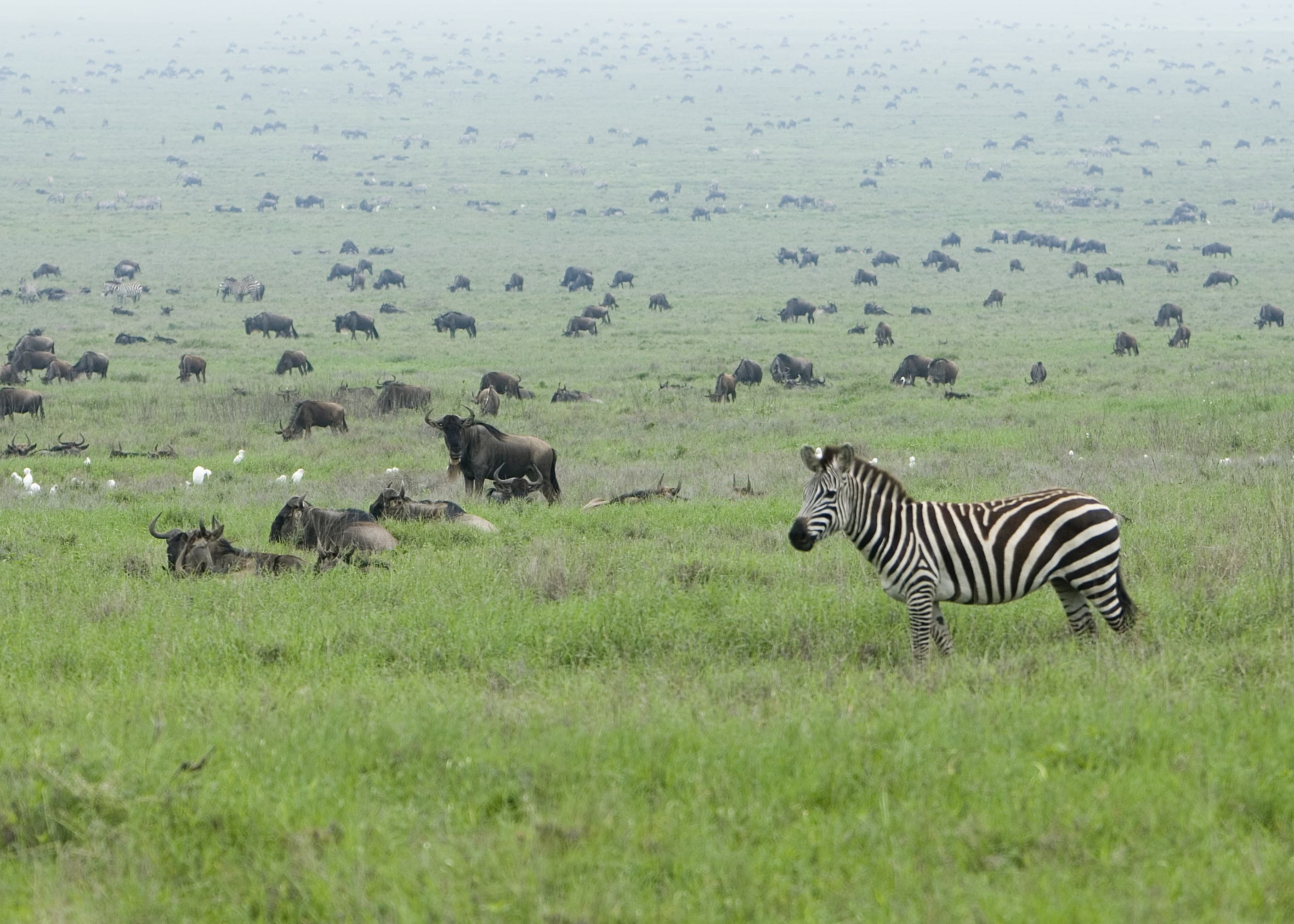 A zebra among the wildebeest of the migration in Serengeti National Park, Tanzania