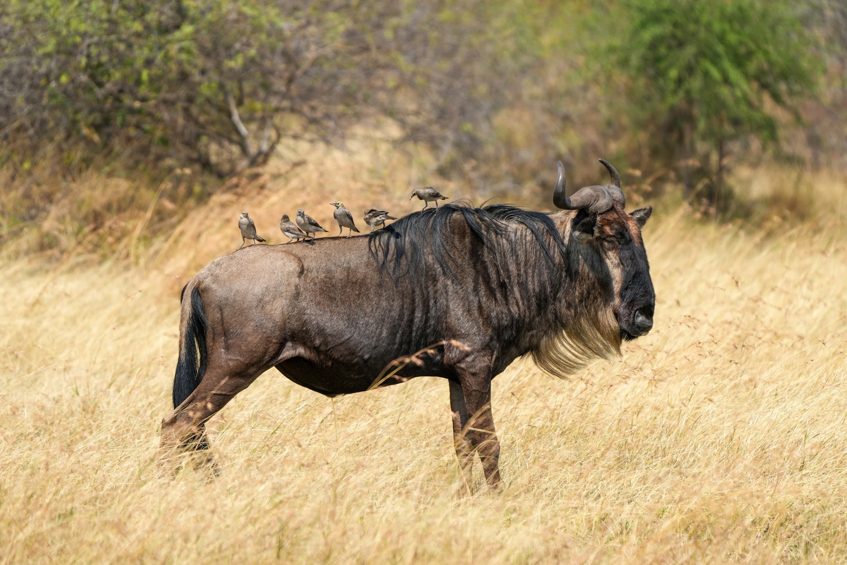 A wildebeest with wattled starlings in Serengeti National Park, Tanzania