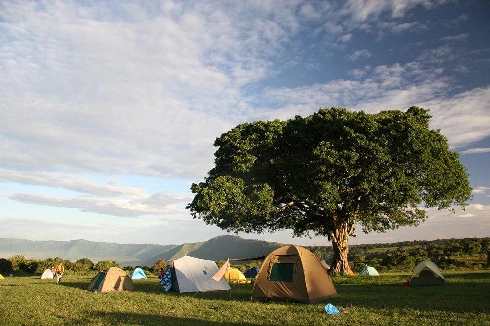 Tents beneath a tree at Simba public campsite on the Ngorongoro crater rim