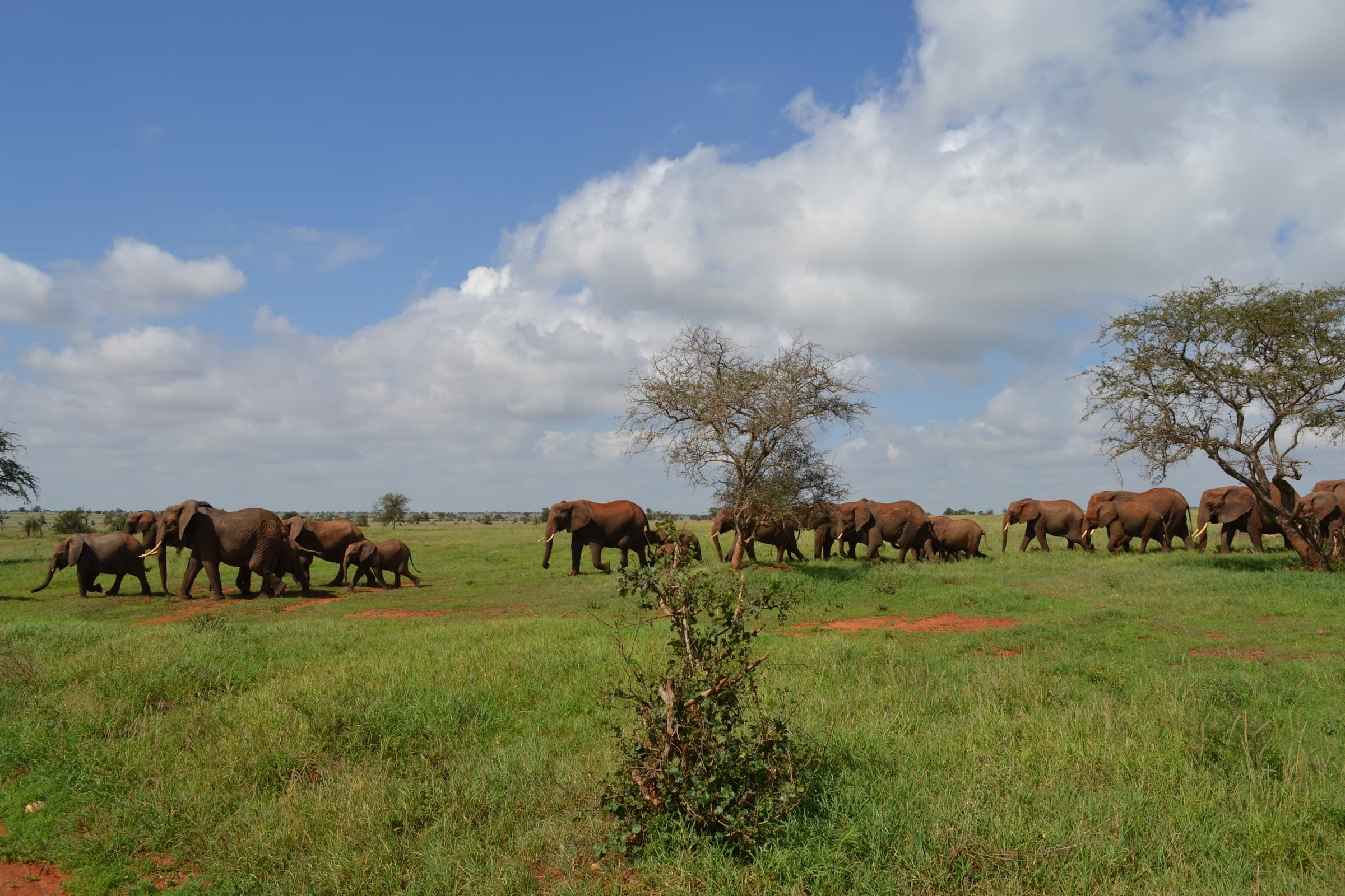 Elephants beside a dirt track in the Taita Hills Wildlife Sanctuary, Kenya