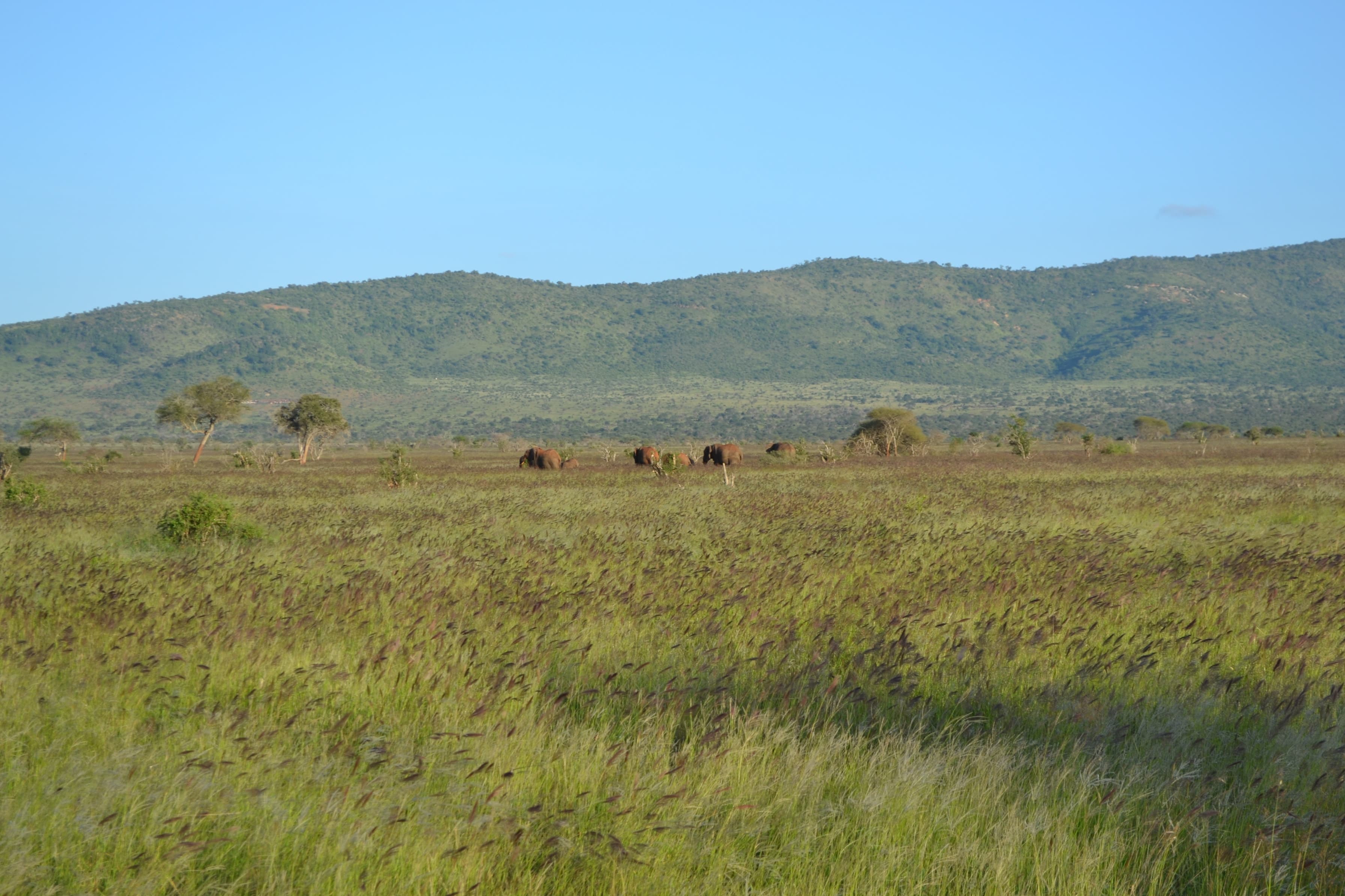 Savanna below the hills of the Taita Hills Wildlife Sanctuary, Kenya