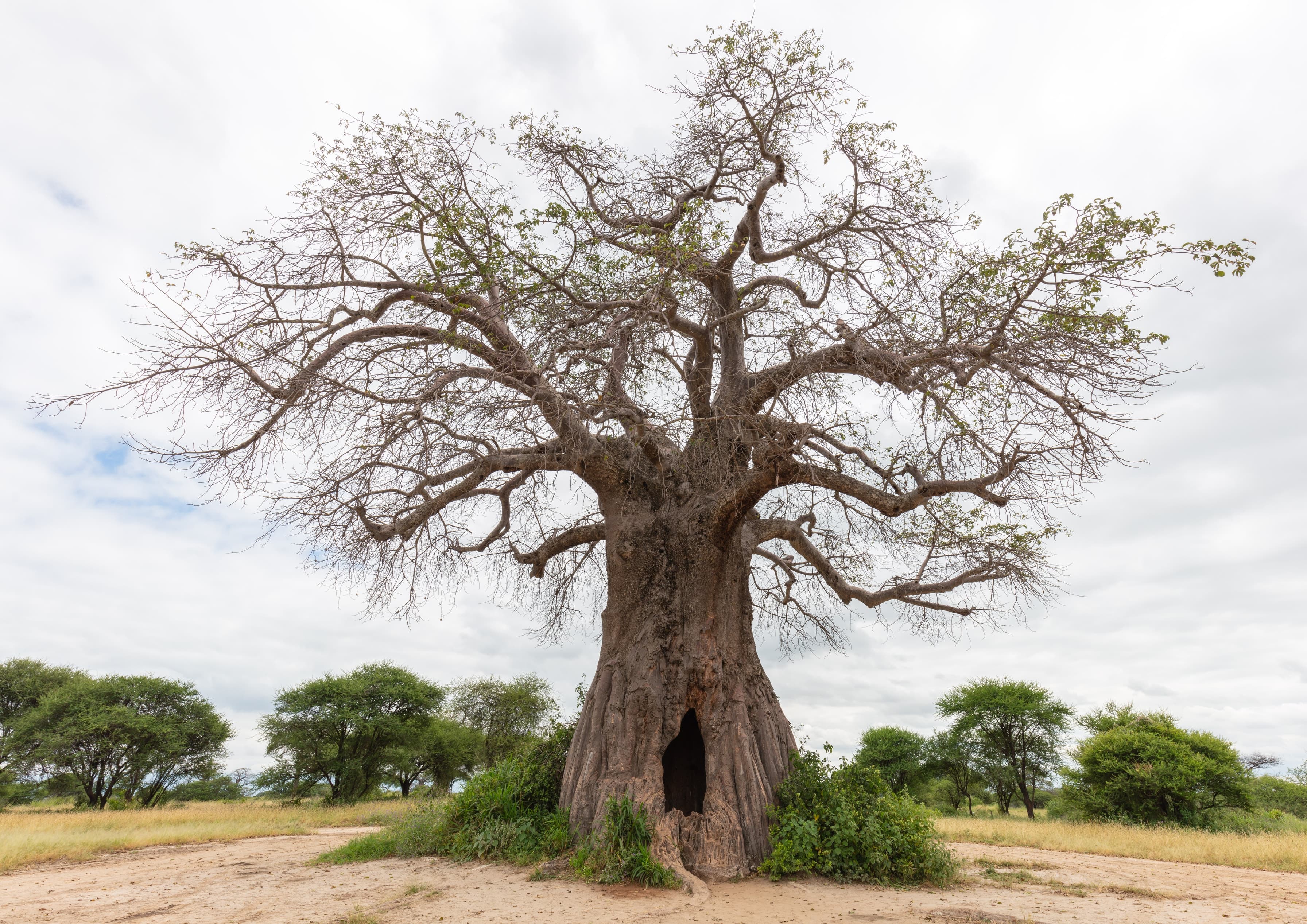 An African baobab in Tarangire National Park, Tanzania