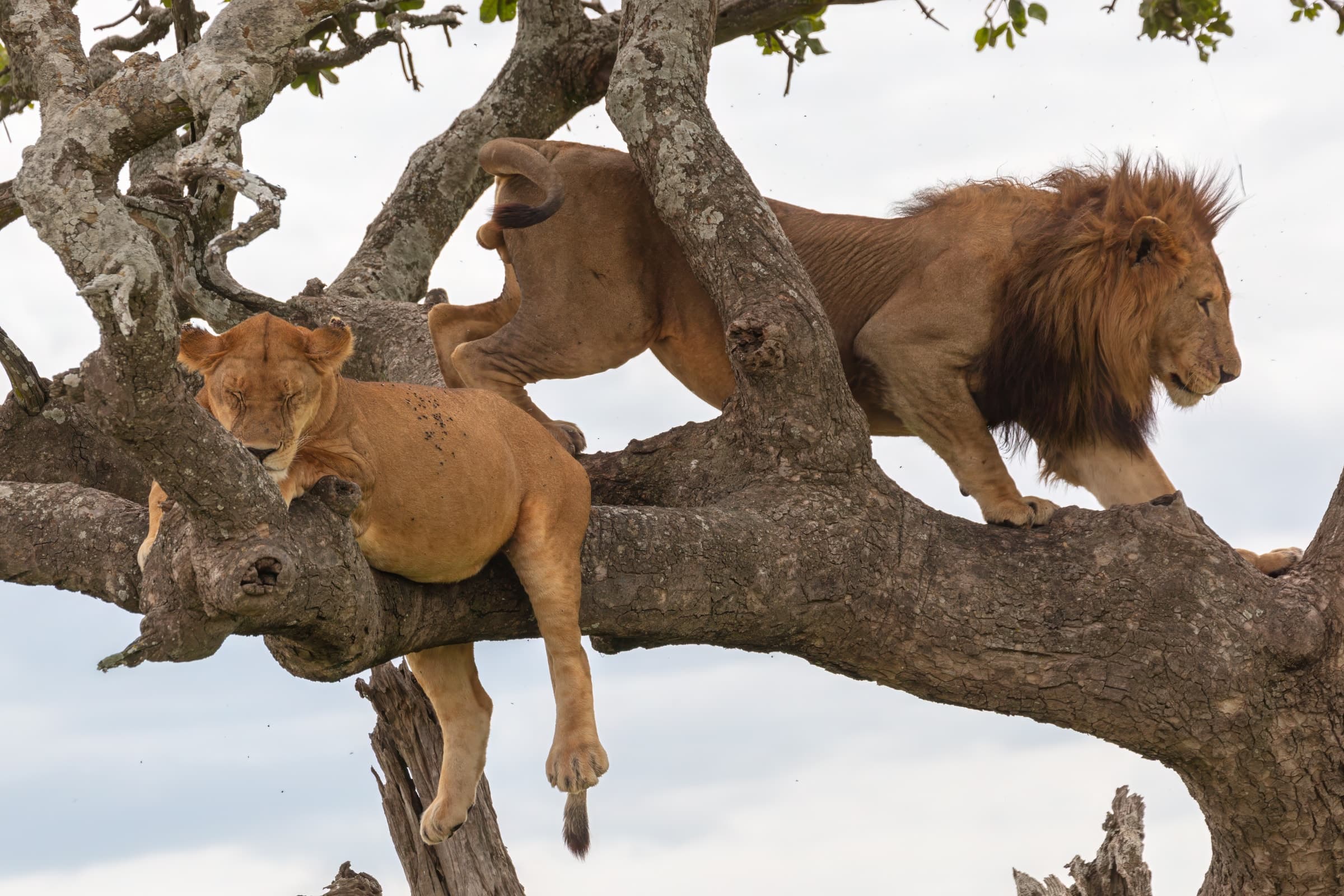 Lions resting in the branches of a tree in Tarangire National Park, Tanzania