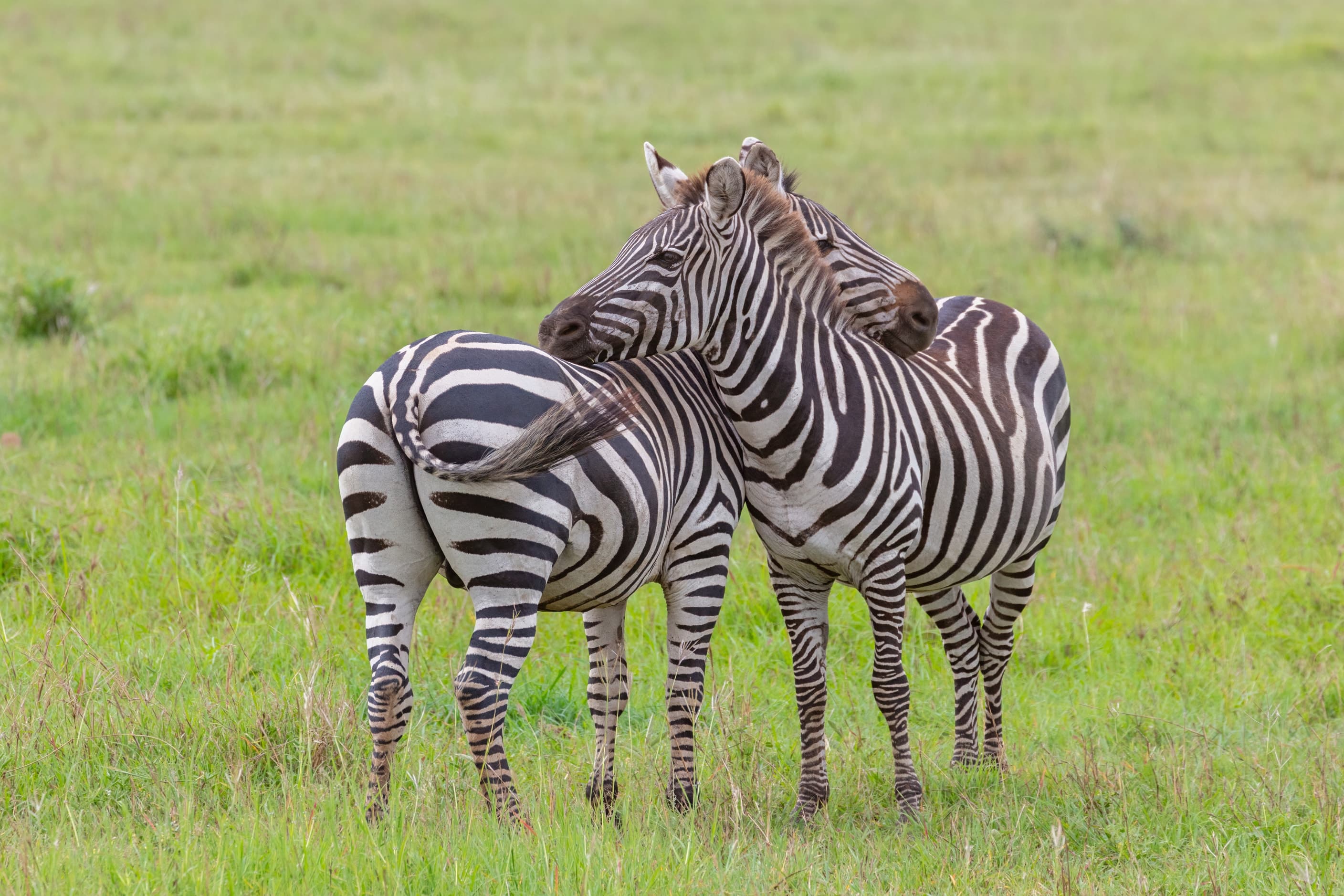 Plains zebras in Tarangire National Park, Tanzania