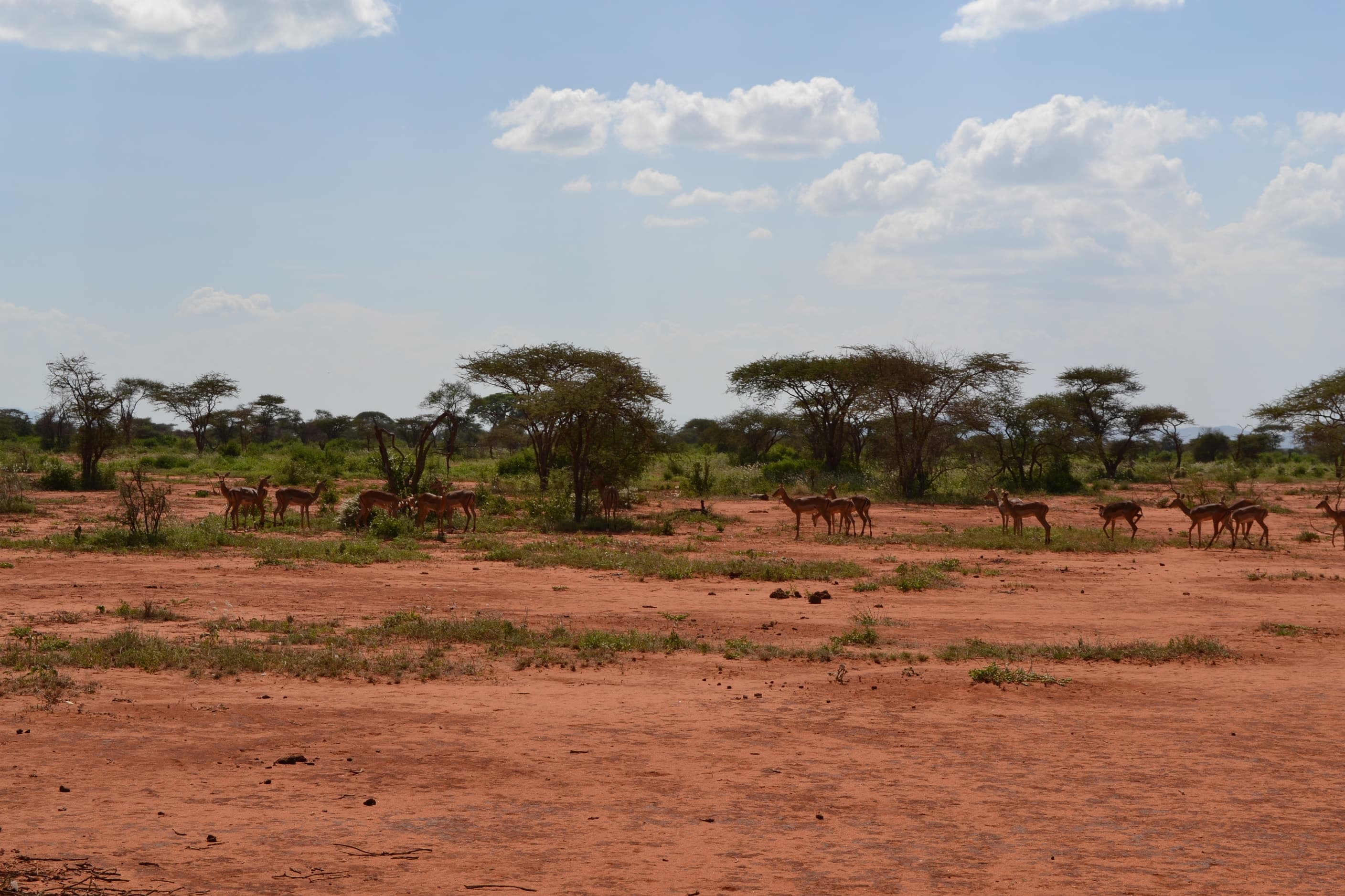 Impala on the red earth at the edge of Tsavo West National Park, Kenya