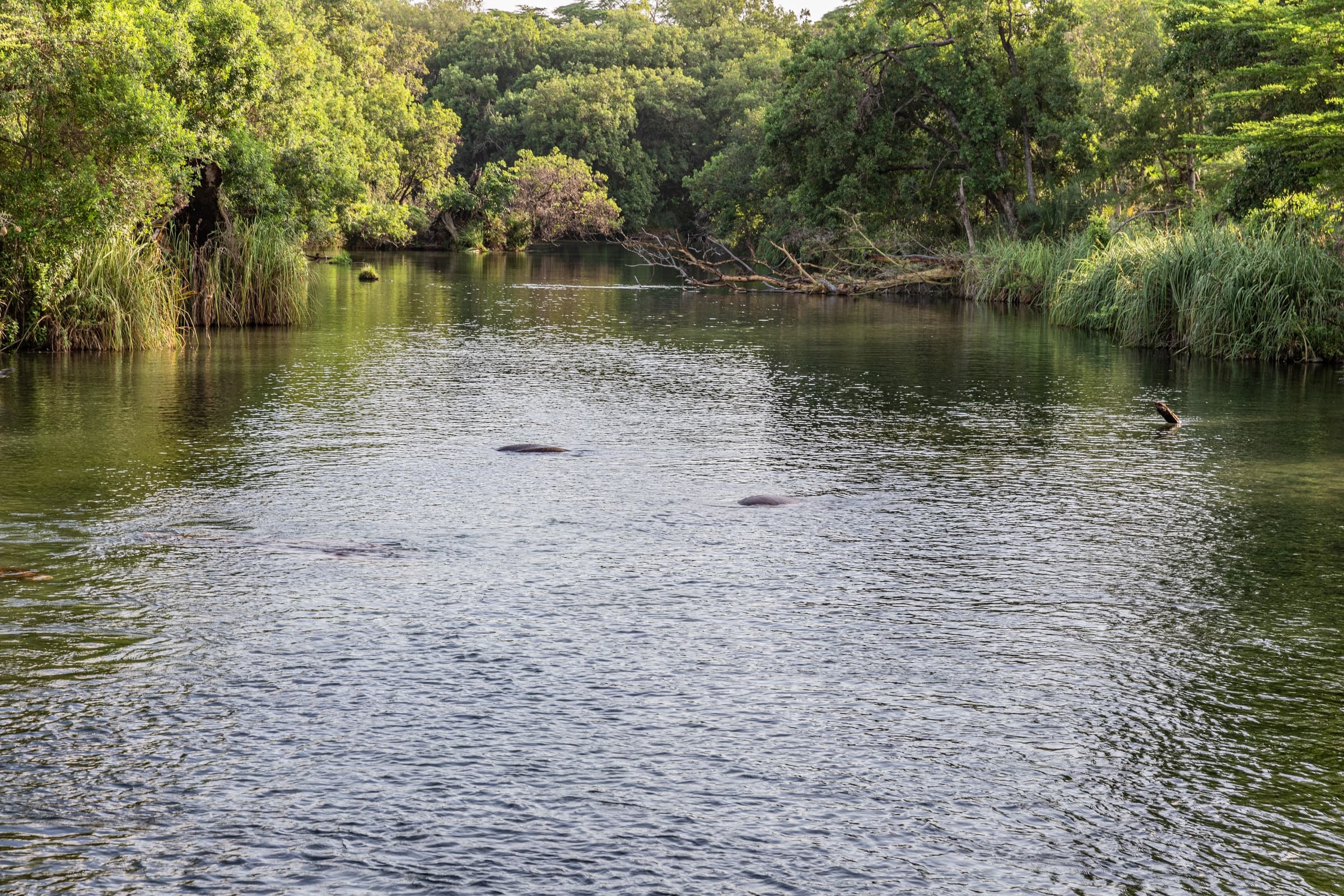 The pool at Mzima Springs in Tsavo West National Park, Kenya